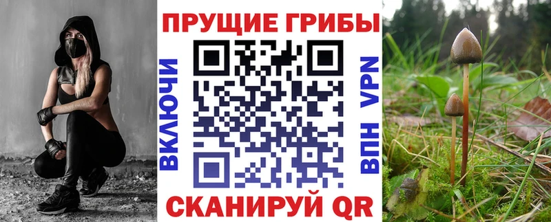Псилоцибиновые грибы Psilocybe Салаир